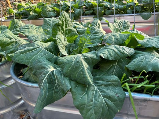 garden leaves